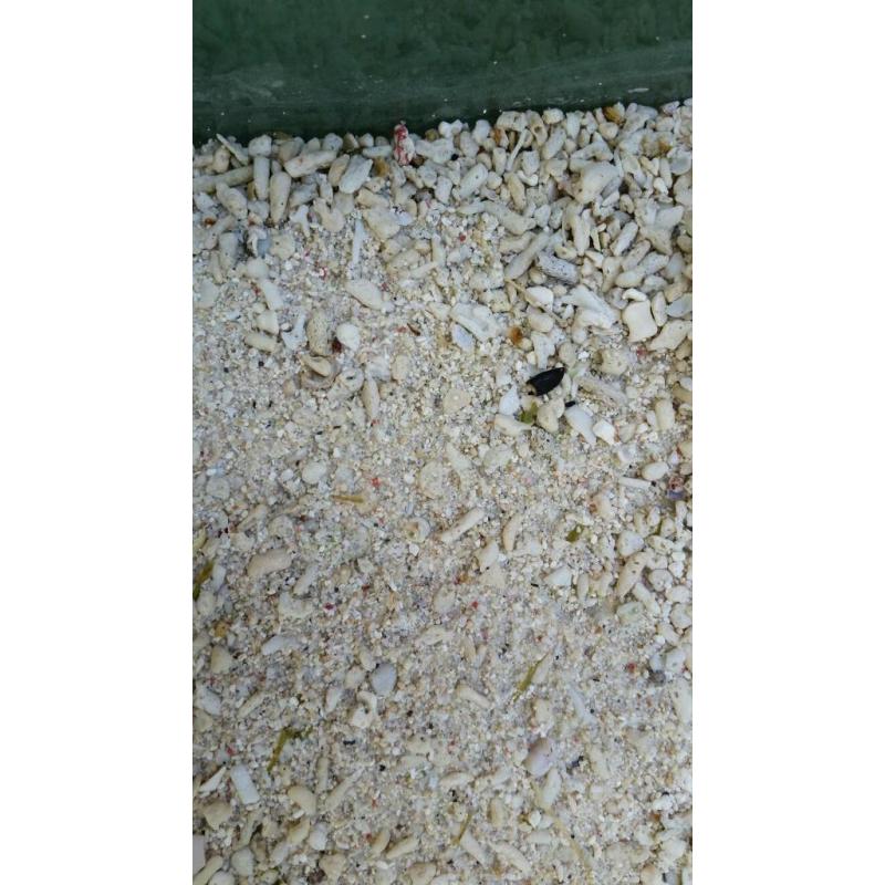 60 kg of ocean coral sand