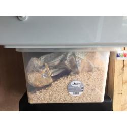 Hamster cage