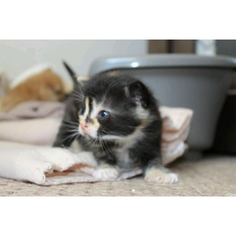 Kittens for sale