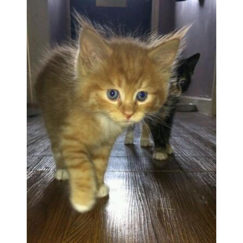 Kittens for sale