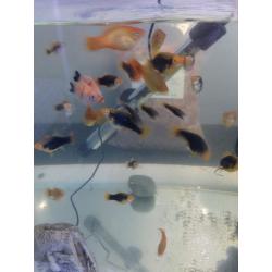Tropical fish