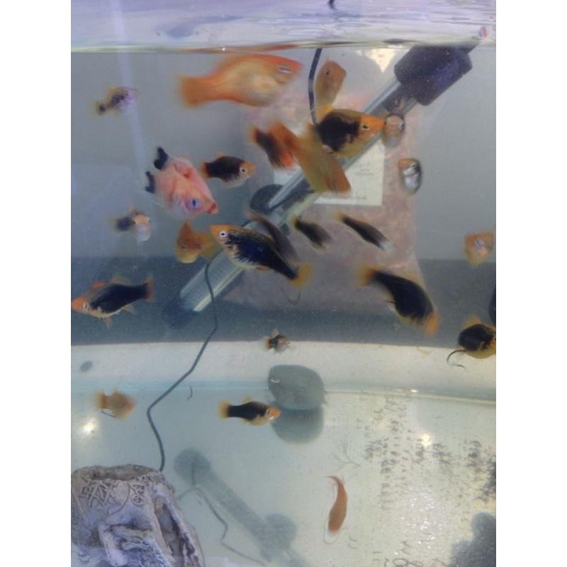 Tropical fish