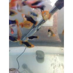 Tropical fish