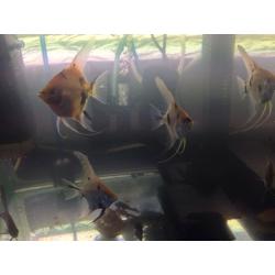 Tropical fish