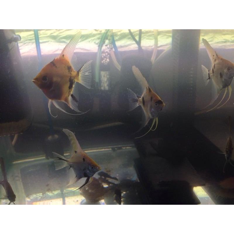 Tropical fish