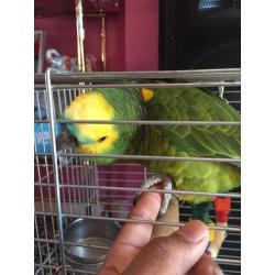 Amazon parrot