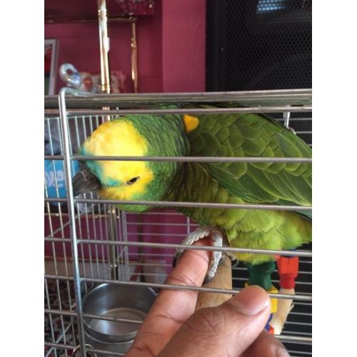 Amazon parrot