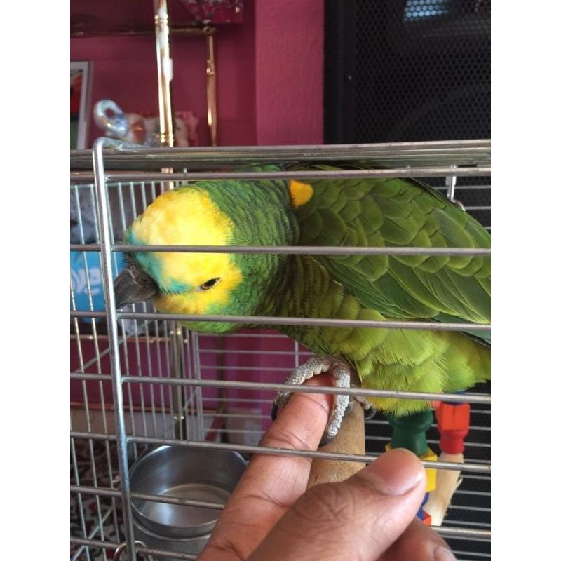 Amazon parrot