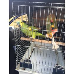 Amazon parrot