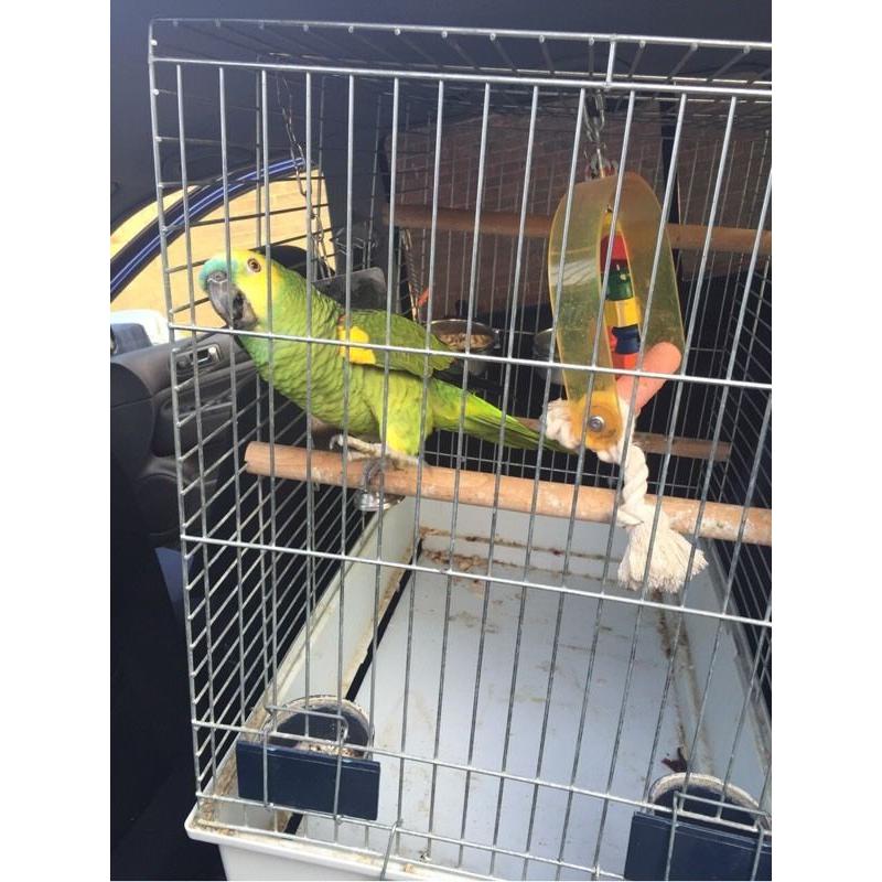 Amazon parrot
