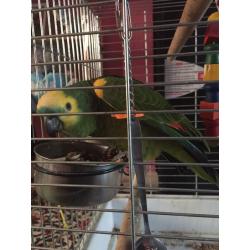 Amazon parrot