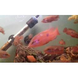 Jewel cichlids