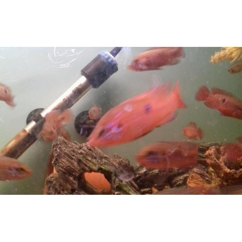 Jewel cichlids