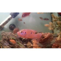Jewel cichlids