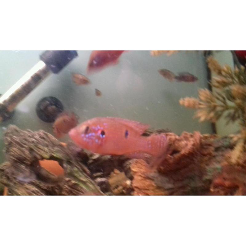 Jewel cichlids