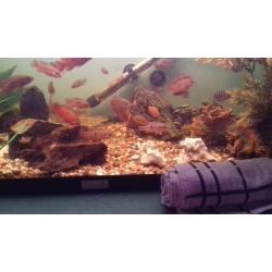 Jewel cichlids
