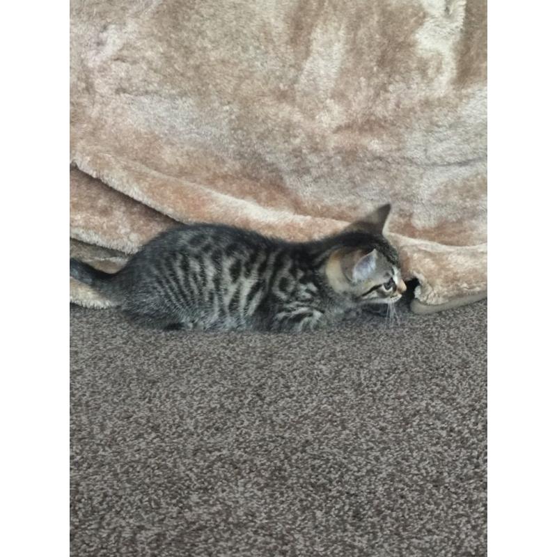 Kittens I have two Egyptian mau cross for sale boy and girl