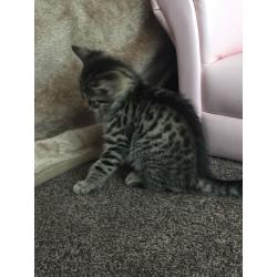Kittens I have two Egyptian mau cross for sale boy and girl