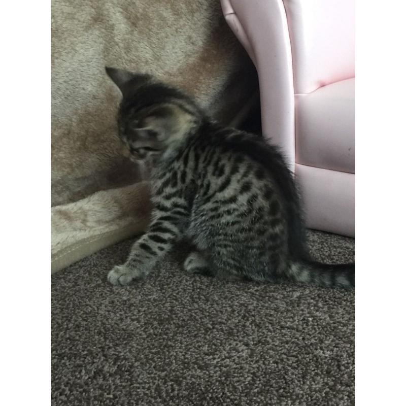 Kittens I have two Egyptian mau cross for sale boy and girl