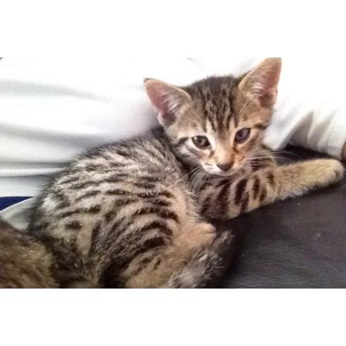 Kittens I have two Egyptian mau cross for sale boy and girl