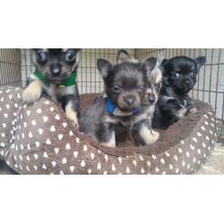 Chihuahua puppies ready now