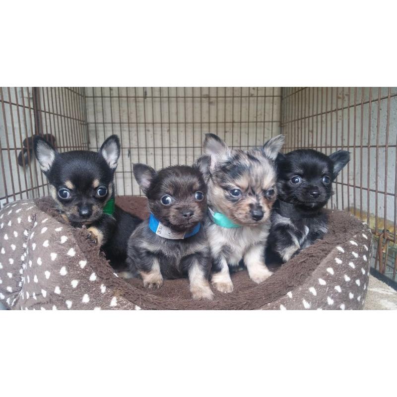 Chihuahua puppies ready now
