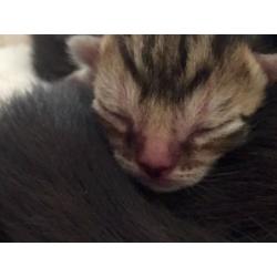half bengal cute kittens for sale!!! very few left!
