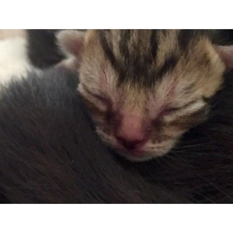 half bengal cute kittens for sale!!! very few left!