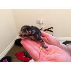 half bengal cute kittens for sale!!! very few left!