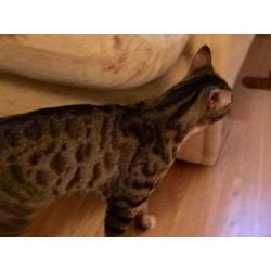 half bengal cute kittens for sale!!! very few left!