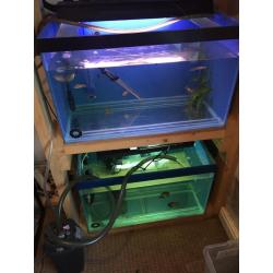 2x 3ft full set ups fish included