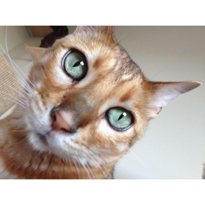 Bengal for rehoming