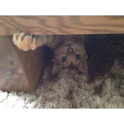 Bengal for rehoming