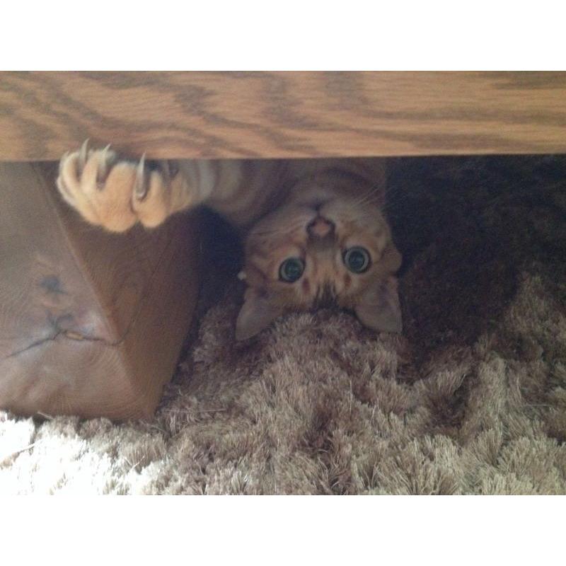 Bengal for rehoming