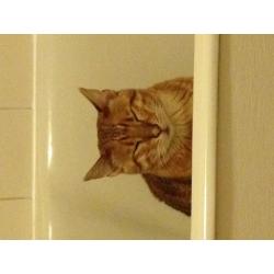 Bengal for rehoming