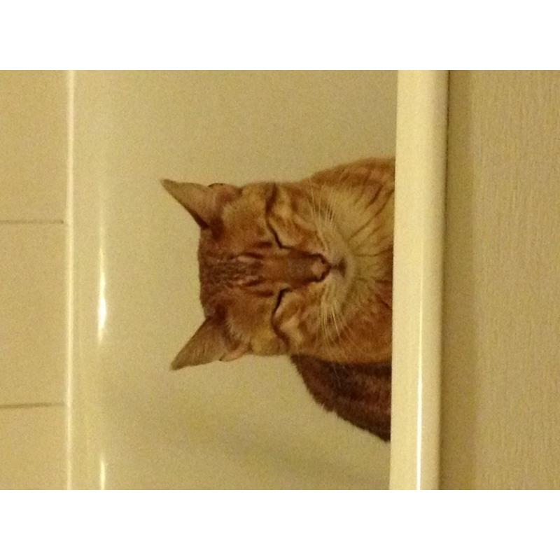 Bengal for rehoming