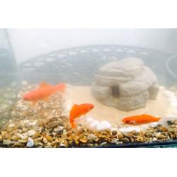 Aquarium for sale