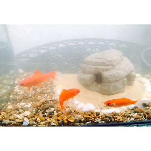 Aquarium for sale