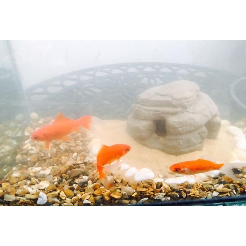 Aquarium for sale