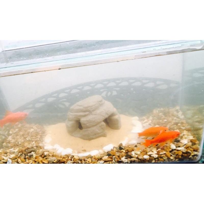 Aquarium for sale