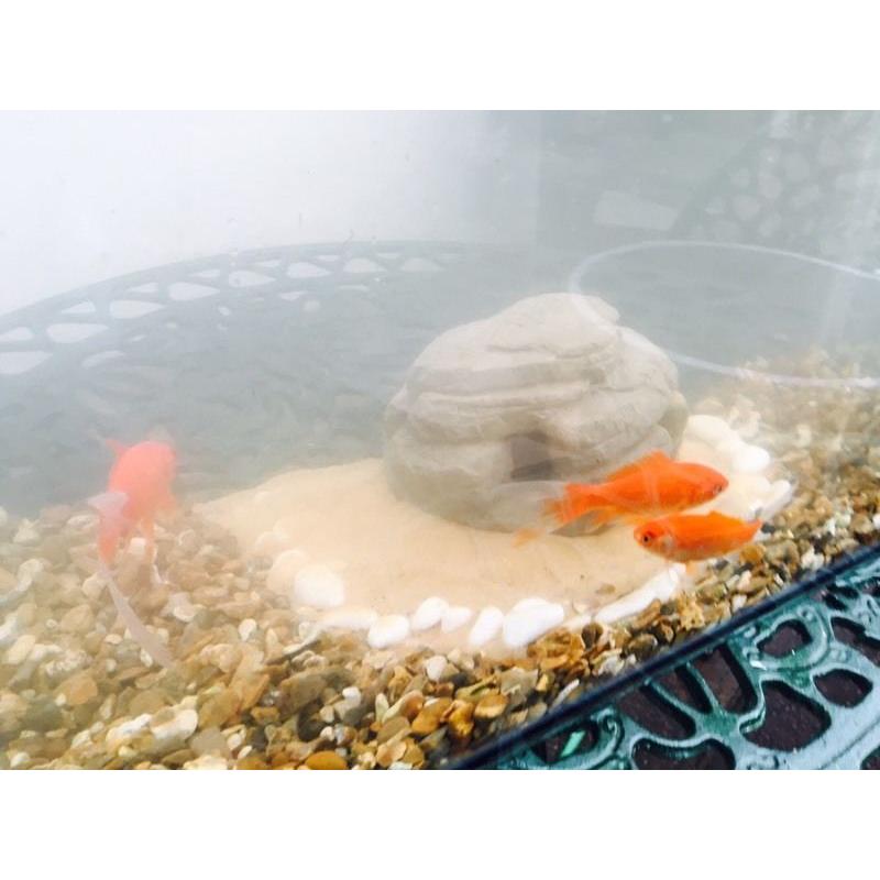 Aquarium for sale