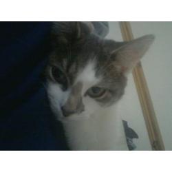 *****MISSING KITTEN**********