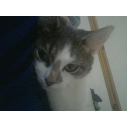 *****MISSING KITTEN**********