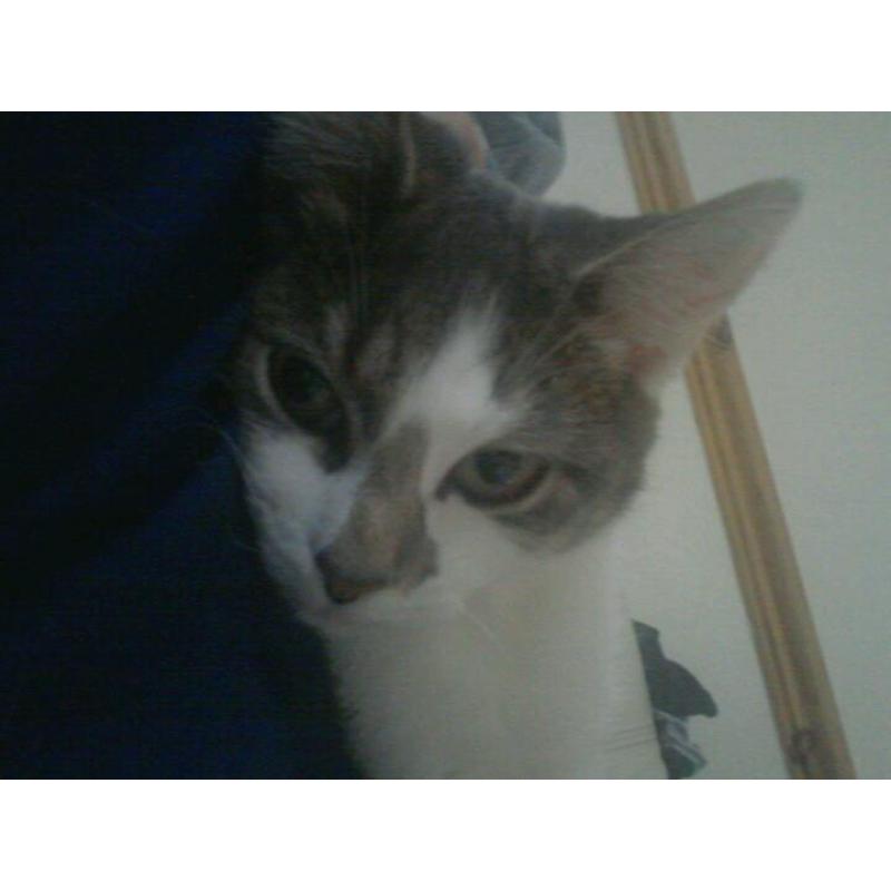 *****MISSING KITTEN**********