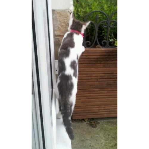 *****MISSING KITTEN**********