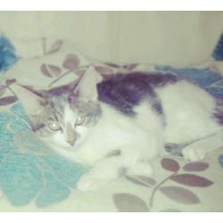 *****MISSING KITTEN**********