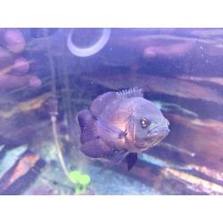 Oscar Fish 4 inches long