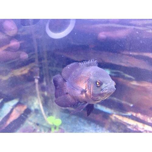 Oscar Fish 4 inches long