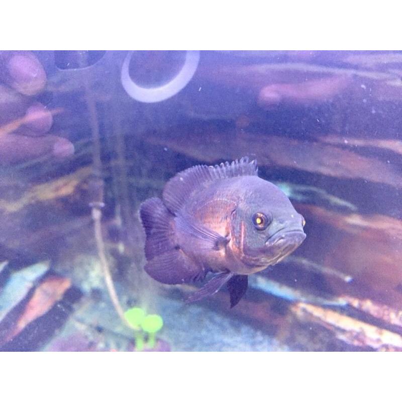 Oscar Fish 4 inches long