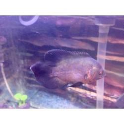 Oscar Fish 4 inches long